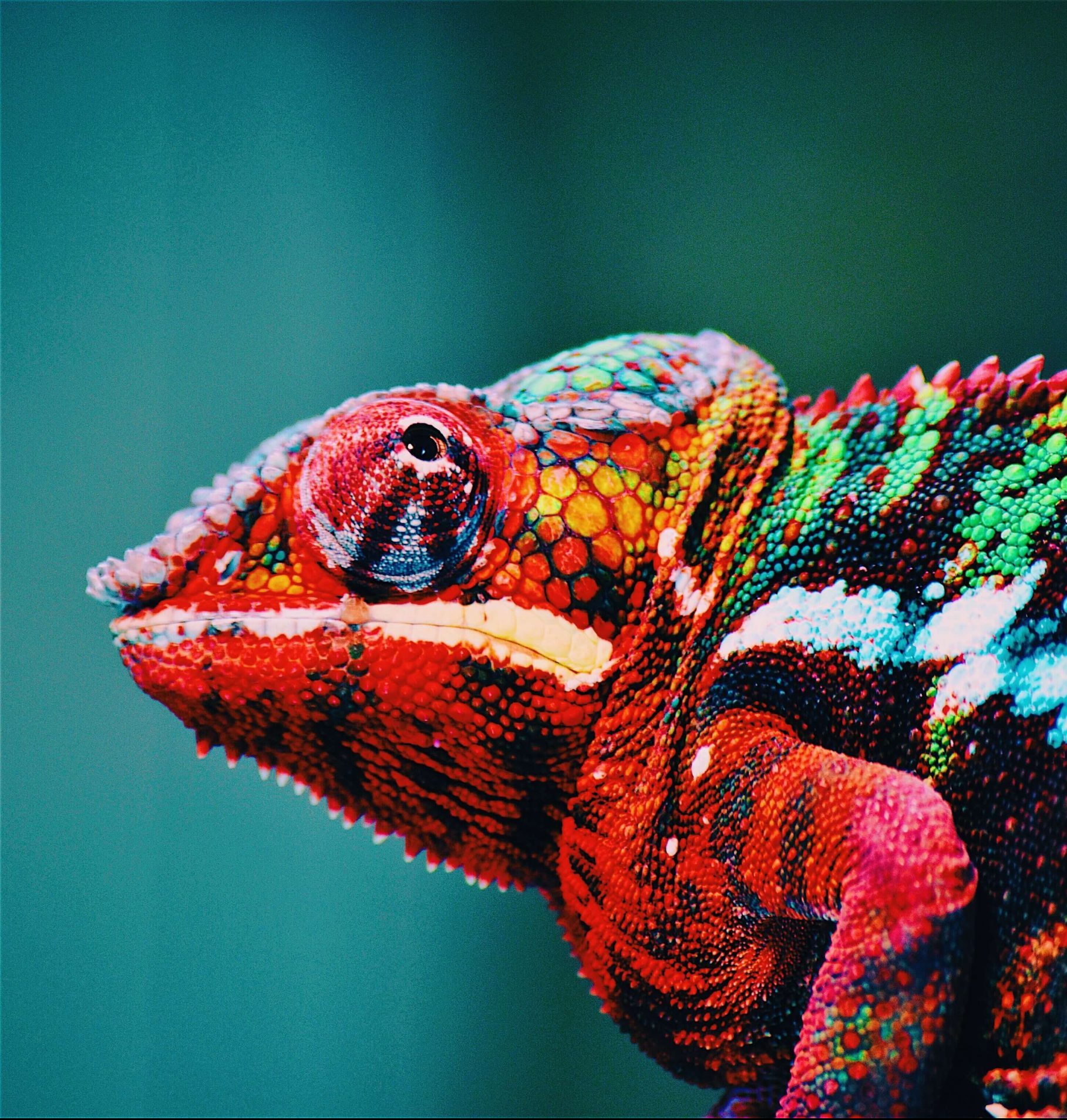 Rainbow chameleon